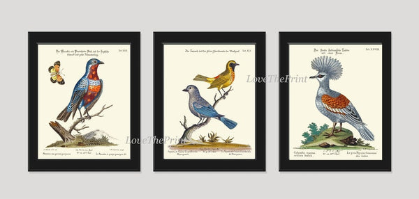 Blue Birds Nest Wall Art Prints Set of 4 Beautiful Antique Forest Outdoor Nature Illustration Picture Decoration Home Decor to Frame MCT