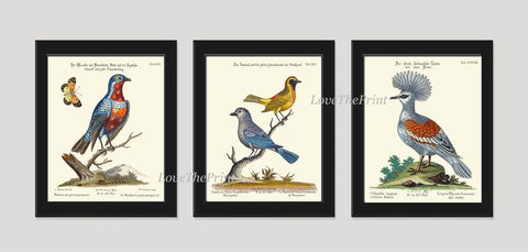 Blue Birds Nest Wall Art Prints Set of 4 Beautiful Antique Forest Outdoor Nature Illustration Picture Decoration Home Decor to Frame MCT