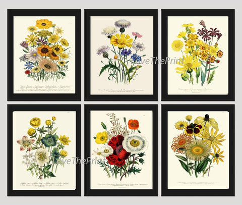 Wildflowers Botanical Wall Art Set of 6 Prints Beautiful Yellow Daisy Red Poppies Cornflower Bachelor's Button Home Room Decor to Frame LEB