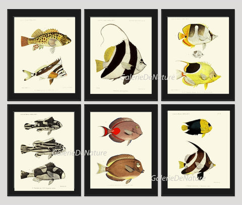 Tropical Fish Prints Wall Art Set of 6 Beautiful Antique Vintage Colorful Sea Ocean Coastal Marine Beach House Home Decor to Frame FGH