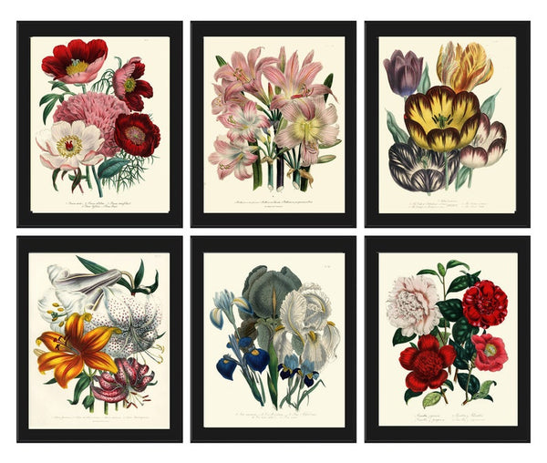 Botanical Wall Art Set of 6 Prints Beautiful Vintage Antique Red White Peony Lily Lilies Blue Iris Tulip Flower Home Room Decor to Frame LEB