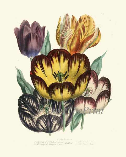 Botanical Wall Art Set of 6 Prints Beautiful Vintage Antique Red White Peony Lily Lilies Blue Iris Tulip Flower Home Room Decor to Frame LEB