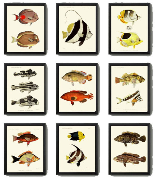 Tropical Fish Wall Art Set of 9 Prints Beautiful Antique Vintage Colorful Red Black and White Stripe Ocean Marine Home Decor to Frame FGH