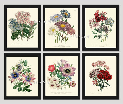 Vintage Botanical Wall Art Set of 6 Prints Beautiful Antique Hydrangea Aster Passion Flower Pink Blue Pretty Home Room Decor to Frame LEB