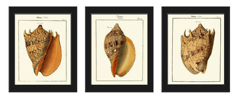 Vintage Seashell Wall Art Set of 3 Prints Beautiful Antique Sea Shells Ocean Beach House Decoration Bathroom Office Home Decor to Frame MART