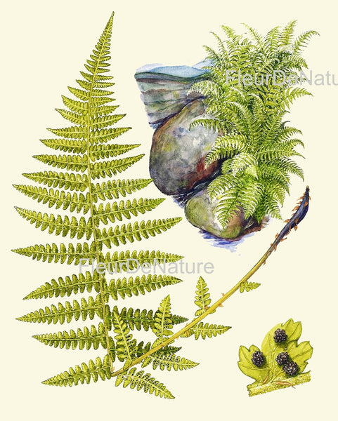 Green Fern Botanical Wall Art Set of 12 Prints Beautiful Antique Vintage Ferns Gallery Picture Illustration Home Room Decor to Frame LIN