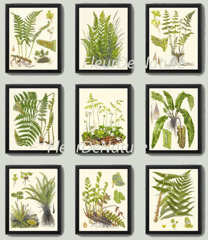 Fern Prints Wall Art Set of 9 Beautiful Botanical Antique Vintage Green Ferns Decoration Wall Hanging Gallery Home Room Decor to Frame LIN