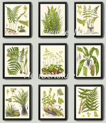 Fern Prints Wall Art Set of 9 Beautiful Botanical Antique Vintage Green Ferns Decoration Wall Hanging Gallery Home Room Decor to Frame LIN