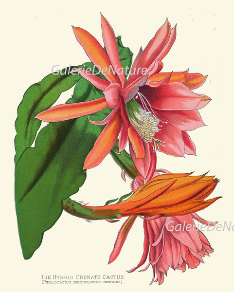 Tropical Flower Plants Botanical Wall Art Set of 6 Prints Beautiful Red Orange Pink Rhododendron Cactus Anthurium Home Decor to Frame PAXT