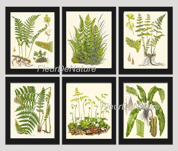 Fern Wall Art Set of 6 Prints Beautiful Vintage Antique Bedroom Dining Room Office Playroom Bathroom Living Room Home Decor to Frame LIN