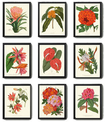 Colorful Tropical Flower Home Decor Botanical Prints Wall Art Set of 9 Beautiful Southern Garden Plants Gallery Azalea Cactus to Frame PAXT