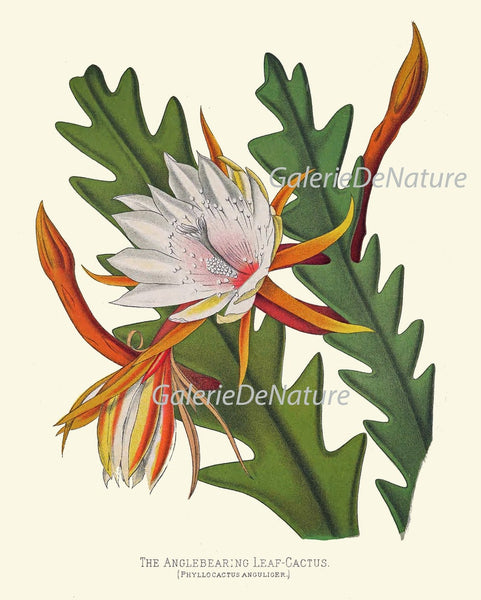 Colorful Tropical Flower Home Decor Botanical Prints Wall Art Set of 9 Beautiful Southern Garden Plants Gallery Azalea Cactus to Frame PAXT