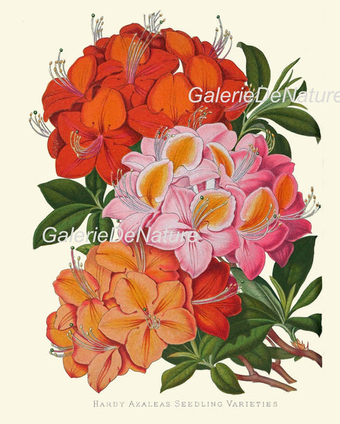 Colorful Tropical Flower Home Decor Botanical Prints Wall Art Set of 9 Beautiful Southern Garden Plants Gallery Azalea Cactus to Frame PAXT