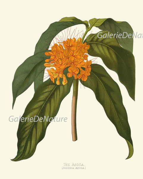 Colorful Tropical Flower Home Decor Botanical Prints Wall Art Set of 9 Beautiful Southern Garden Plants Gallery Azalea Cactus to Frame PAXT