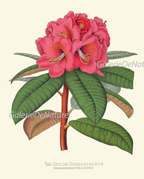Colorful Tropical Flower Home Decor Botanical Prints Wall Art Set of 9 Beautiful Southern Garden Plants Gallery Azalea Cactus to Frame PAXT