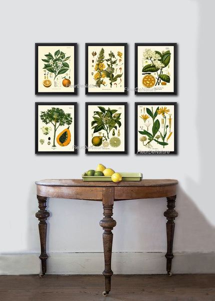 Fruit and Flowers Tropical Wall Art Set of 6 Beautiful Botanical Orange Citrus Lime Papaya Plants Chart Poster Home Room Decor to Frame KOH