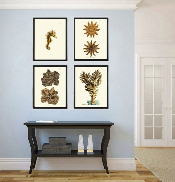 Ocean Nature Wall Art 4 Prints Beautiful Antique Vintage Seastar Sea Star Seahorse Coral Tropical Island Beach House Home Decor to Frame NS