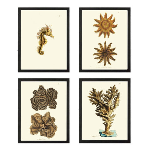 Ocean Nature Wall Art 4 Prints Beautiful Antique Vintage Seastar Sea Star Seahorse Coral Tropical Island Beach House Home Decor to Frame NS