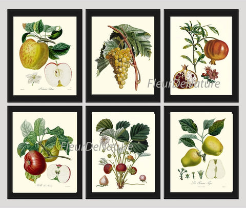 Fruit Prints Wall Art Set of 6 Beautiful Botanical Vintage Apple Grapes Pomegranate Strawberry Pear Kitchen Dining Room Decor to Frame POIT
