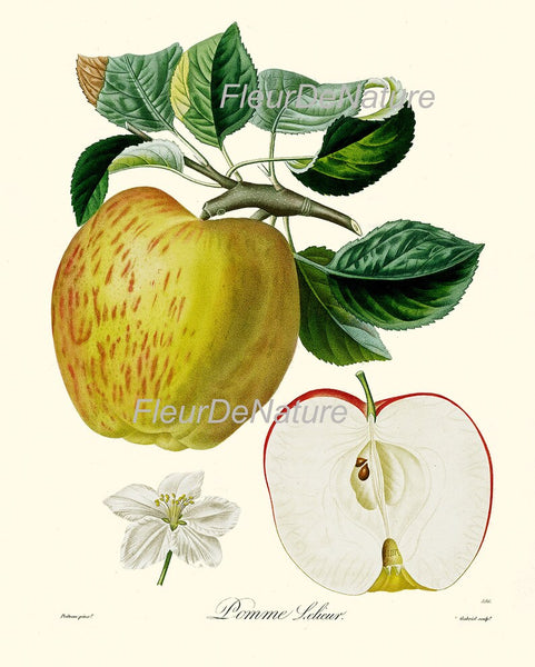 Fruit Prints Wall Art Set of 6 Beautiful Botanical Vintage Apple Grapes Pomegranate Strawberry Pear Kitchen Dining Room Decor to Frame POIT
