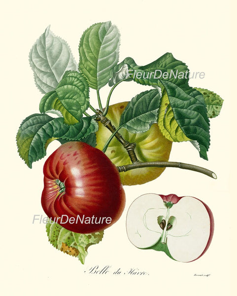 Fruit Prints Wall Art Set of 6 Beautiful Botanical Vintage Apple Grapes Pomegranate Strawberry Pear Kitchen Dining Room Decor to Frame POIT