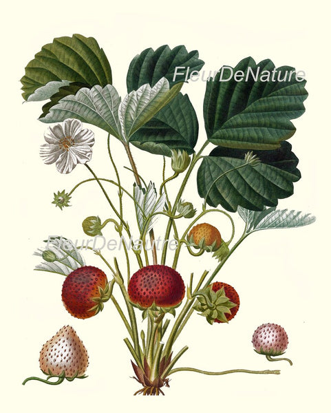 Fruit Prints Wall Art Set of 6 Beautiful Botanical Vintage Apple Grapes Pomegranate Strawberry Pear Kitchen Dining Room Decor to Frame POIT