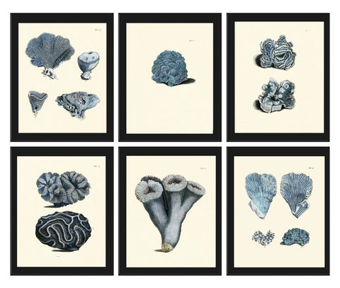 Blue Coral Prints Wall Art Set of 6 Beautiful Antique Vintage Sea Ocean Marine Coastal Beach Tropical Nature Home Room Decor to Frame ELLIS