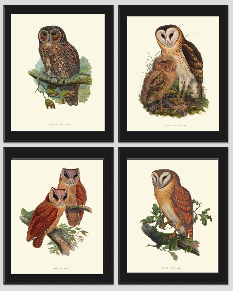 Vintage Owl Bird Wall Art Prints Set of 4 Beautiful Antique Farm Country Cabin Countryside Farmhouse Forest Owl Baby Home Decor to Frame GOU
