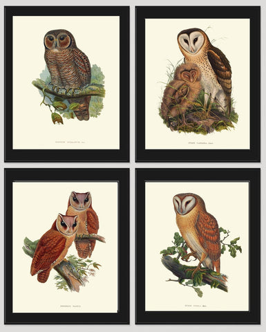 Vintage Owl Bird Wall Art Prints Set of 4 Beautiful Antique Farm Country Cabin Countryside Farmhouse Forest Owl Baby Home Decor to Frame GOU