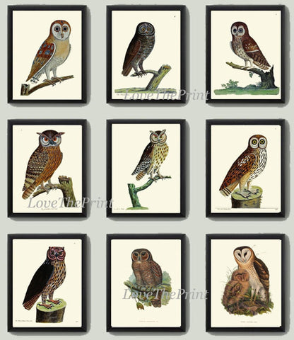 Owl Bird Wall Art Gallery Set of 9 Prints Beautiful Vintage Antique Tree Forest Outdoor Nature Farmhouse Cottage Home Decor to Frame ELE