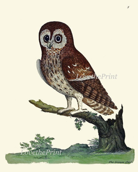 Owl Bird Wall Art Print Set of 6 Prints Antique Vintage Cute Owls Brown Beige Forest Tree Nature Rustic Farmhouse Home Decor to Frame ELE