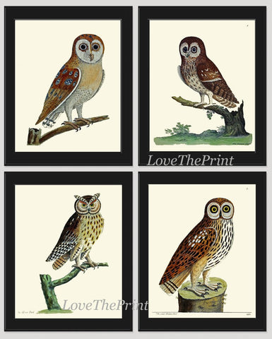 Vintage Owl Bird Wall Art Prints Set of 4 Beautiful Antique Farm Country Cabin Countryside Farmhouse Forest Owl Home Decor to Frame ELE