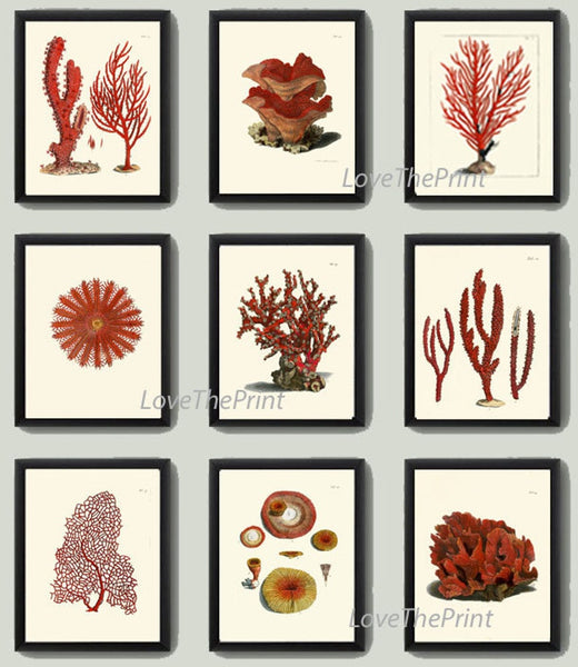 Red Corals Wall Art Set of 9 Prints Beautiful Antique Coastal Tropical Sea Ocean Marine Nature Science Beach Home Decor to Frame ELLIS