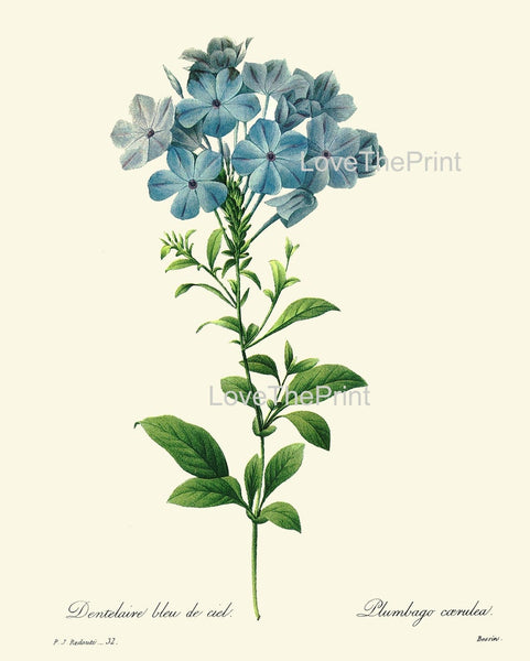 Blue Flowers Botanical Wall Art Set of 6 Prints Beautiful Vintage Antique Spring Summer Garden Plants Collection Home Decor to Frame REDT