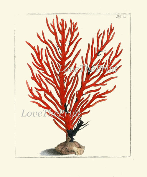 Coastal Red Coral Prints Gallery Wall Art Set of 12 Beautiful Antique Vintage Beach Ocean Sea Tropical Nature Home Room Decor to Frame ELLIS