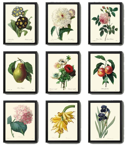 Botanical Prints Wall Art Set of 9 Beautiful Antique Vintage Flowers Fruit Hydrangea Iris Peony Banana Pear Home Room Decor to Frame REDT