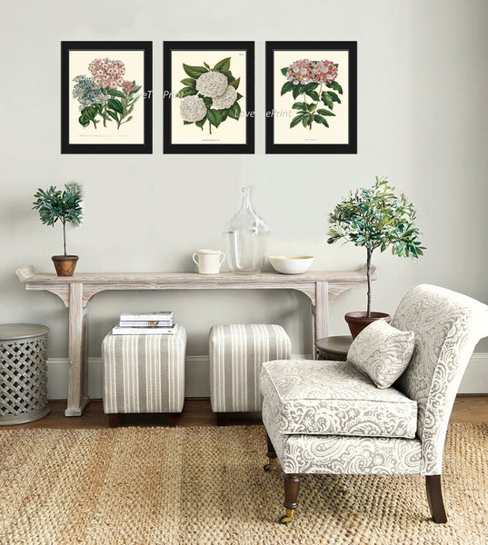 Hydrangea Botanical Wall Art Set of 3 Prints Beautiful Antique Vintage White Pink Blue Flowers Hortensia Home Room Decor to Frame HYDR