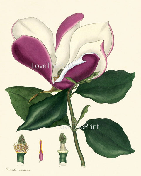 Botanical Wall Art Set of 6 Prints Beautiful White Pink Red Magnolia Camellia Dahlia Green Spring Garden Home Room Decor to Frame HA