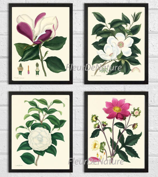 Botanical Print Set of 4 Prints Beautiful Antique Wall Art Rose Pink White Magnolia Camellia Spring Garden Flowers Home Decor to Frame HA