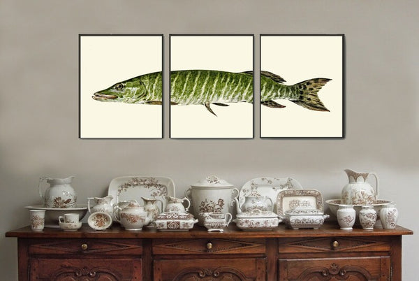 Vintage Fish Wall Art Set of 3 Prints Beautiful Antique Lake River Nature Picture Decoration Poster Illustration Home Decor to Frame TR