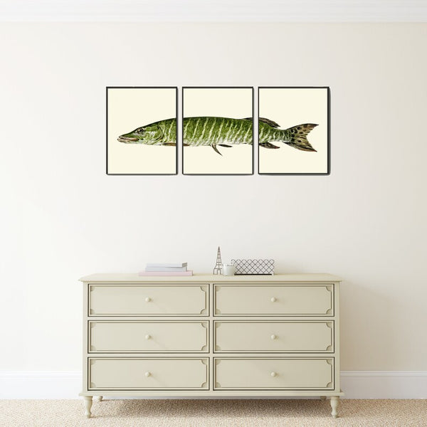 Vintage Fish Wall Art Set of 3 Prints Beautiful Antique Lake River Nature Picture Decoration Poster Illustration Home Decor to Frame TR