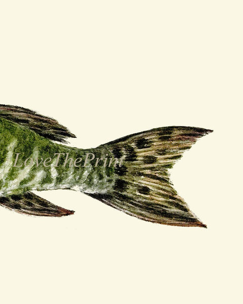 Vintage Fish Wall Art Set of 3 Prints Beautiful Antique Lake River Nature Picture Decoration Poster Illustration Home Decor to Frame TR