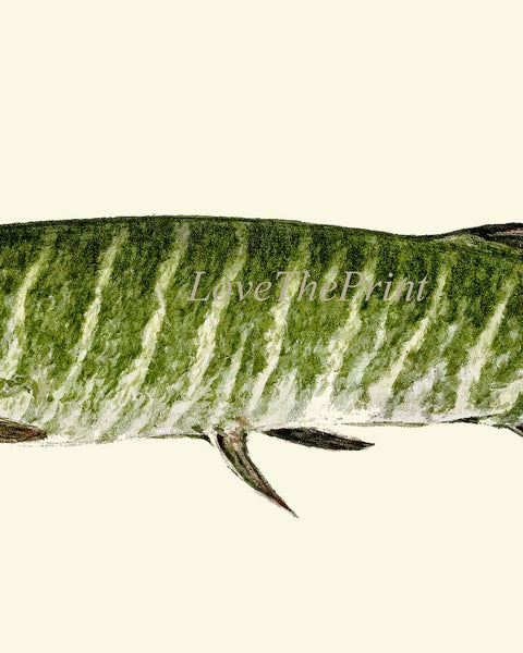 Vintage Fish Wall Art Set of 3 Prints Beautiful Antique Lake River Nature Picture Decoration Poster Illustration Home Decor to Frame TR