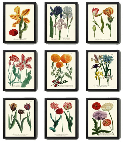 Tulips Peony Iris Flowers Botanical Prints Wall Art Set of 9 Beautiful Antique Vintage Colorful Floral Garden Plant Home Decor to Frame WEIN