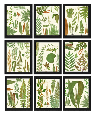 Fern Wall Art Set of 9 Beautiful Botanical Watercolor Bedroom Living Room Fireplace Hallway Entryway Office Home Room Decor to Frame EJL