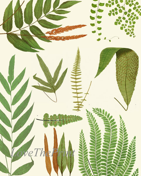 Fern Wall Art Set of 9 Beautiful Botanical Watercolor Bedroom Living Room Fireplace Hallway Entryway Office Home Room Decor to Frame EJL