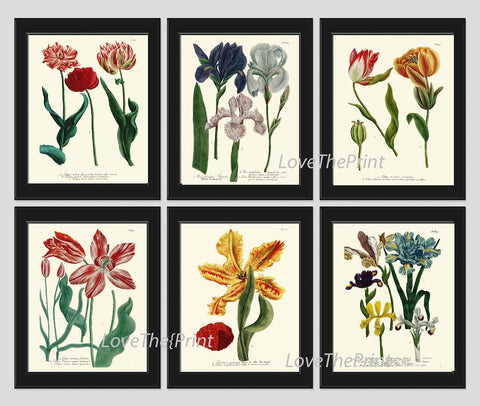 Iris and Tulip Botanical Wall Art Set of 6 Prints Beautiful Red Blue Yellow Spring Garden Flowers Floral Home Room Decor to Frame WEIN