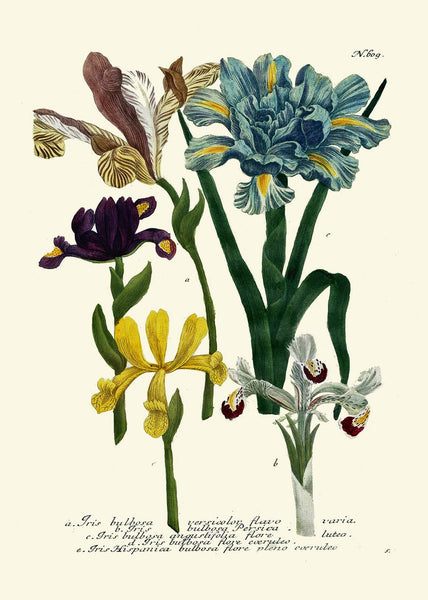 Iris and Tulip Botanical Wall Art Set of 6 Prints Beautiful Red Blue Yellow Spring Garden Flowers Floral Home Room Decor to Frame WEIN