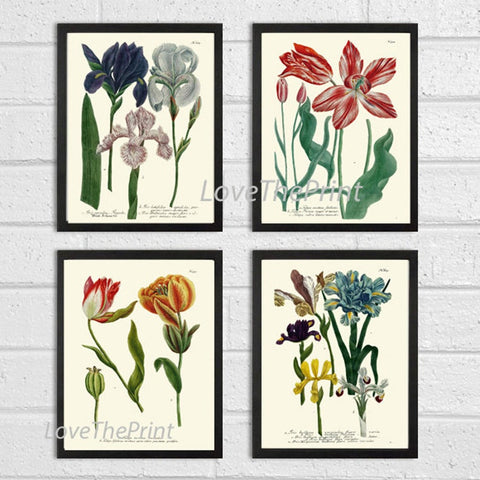 Iris and Tulip Botanical Print Set of 4 Prints Beautiful Antique Wall Art Blue Red Flowers Hanging Decoration Home Decor to Frame WEIN