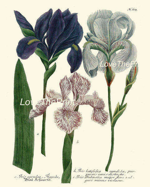 Iris and Tulip Botanical Print Set of 4 Prints Beautiful Antique Wall Art Blue Red Flowers Hanging Decoration Home Decor to Frame WEIN